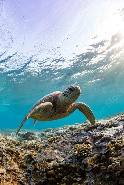 Fototapeta A beautiful green sea turtle swimming over coral reef in a shallow lagoon on sunrise. Photographed in the tropical clear waters on the Great Barrier Reef, Queensland Australia.