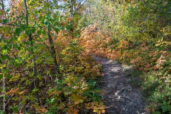 Fototapeta Path in the autumn forest