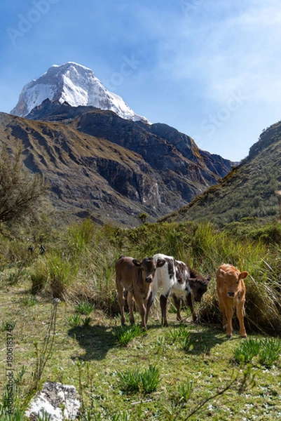 Obraz cows in the mountains