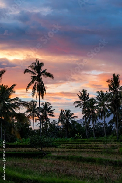 Fototapeta palm trees at sunset
