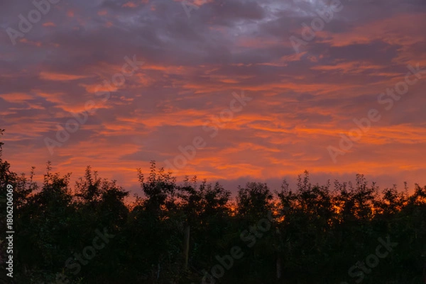 Fototapeta sunset over the field