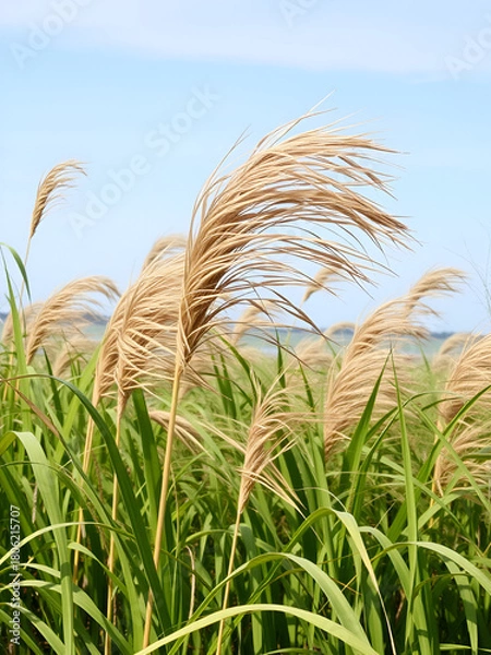 Obraz Strong wind on the seaside marches (lowlands maritime marsh). Cattail waves like a thick head hair. Narrow-leaved catoptric (Typha angustifolia)