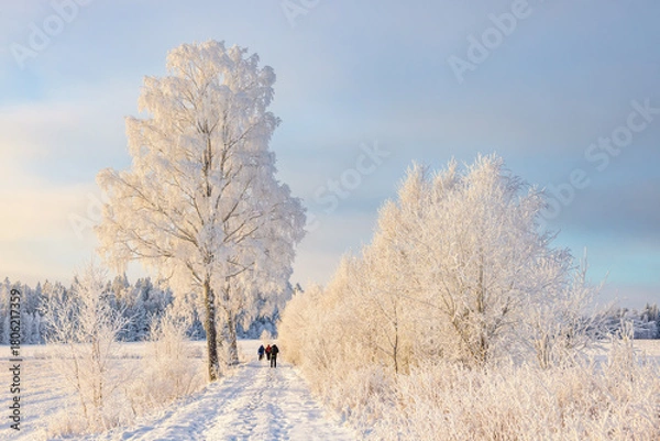Fototapeta Beautiful winter day with frosty trees and people walking on a path