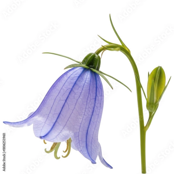 Fototapeta Closeup of a beautiful bluebell flower isolated on transparent background