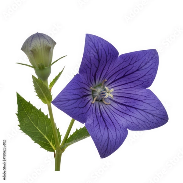 Fototapeta Balloon flower with purple petals isolated on transparent background