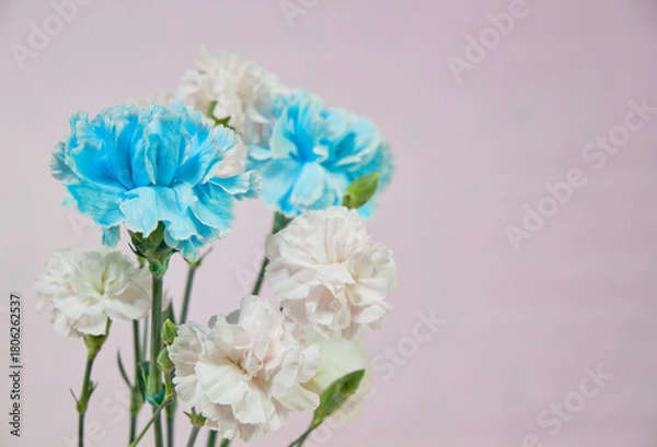 Fototapeta 水色と淡いピンクの綺麗なカーネーション