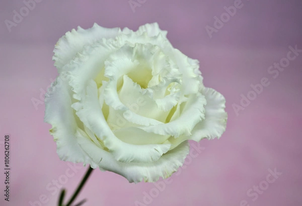 Fototapeta エレガントな白いバラ花の背景