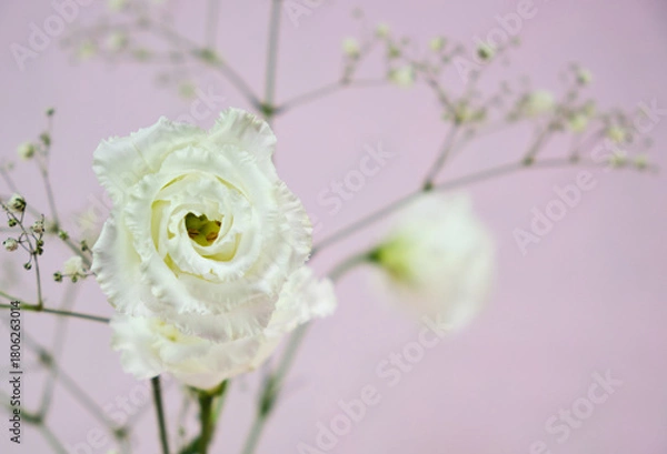 Fototapeta エレガントな白いバラ花の背景