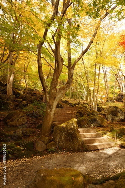 Obraz The autumn leaves during this season are beautiful