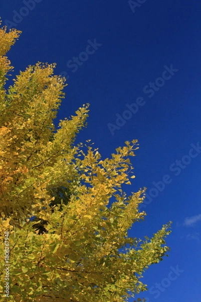 Obraz The autumn leaves during this season are beautiful