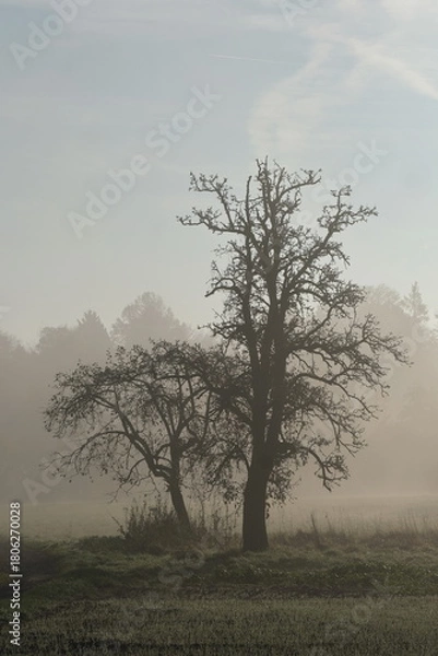 Fototapeta Blätterloser Baum im morgendlichen Nebel