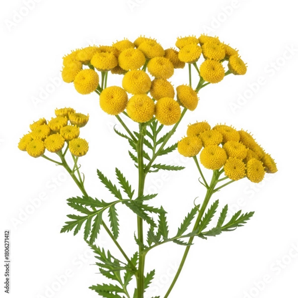 Fototapeta Close up of tansy flowers isolated on transparent background, tanacetum vulgare