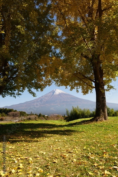 Fototapeta The autumn leaves during this season are beautiful