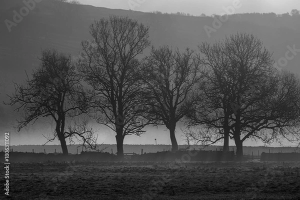 Fototapeta Bare trees in misty monotone across an open field