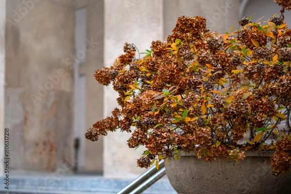 Obraz Autumn hydrangea in a planter by a building, brown flower heads and colorful leaves creating a decorative seasonal element in urban space