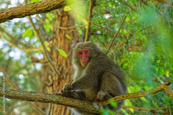 Obraz 木の上の日本猿