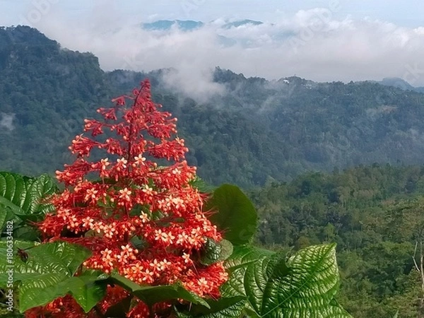 Obraz Vibrant red tropical flower blooming in lush green mountain landscape with misty hills in the background, creating a striking natural scene.