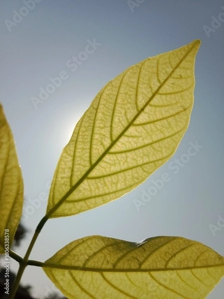 Fototapeta pongamia pinnata leaves pattern or Karanj tree leaf pattern or Pongame oiltree leaves pattern 