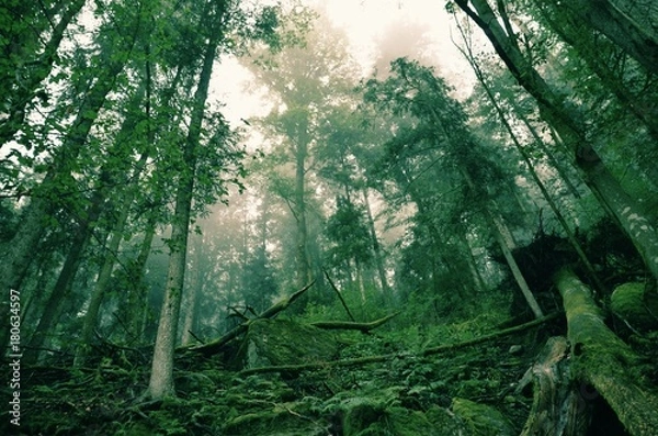 Obraz Die güne Hölle