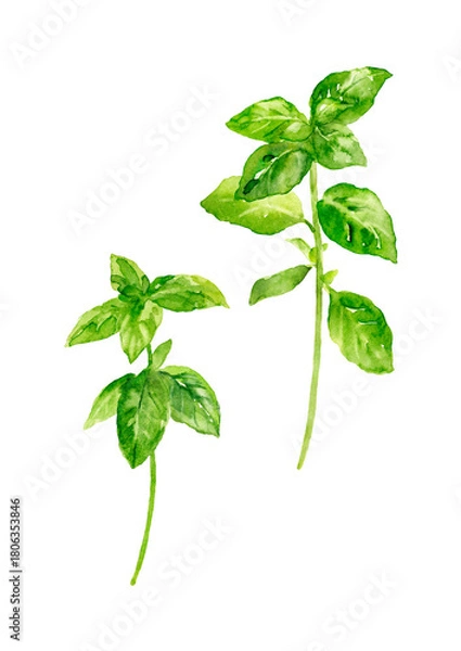 Obraz バジルの手描き水彩イラスト