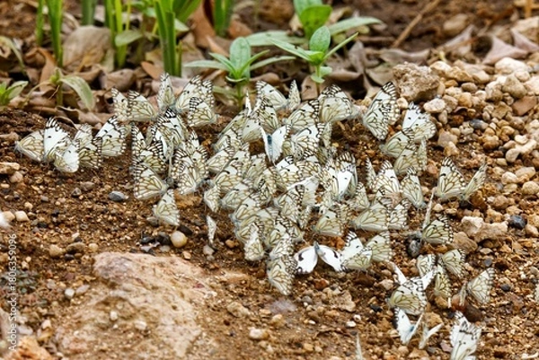 Fototapeta Braunader-Weißlinge