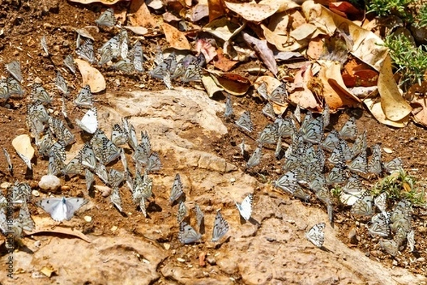 Fototapeta Braunader-Weißlinge