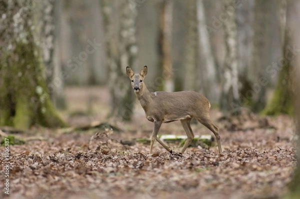 Obraz chevreuil