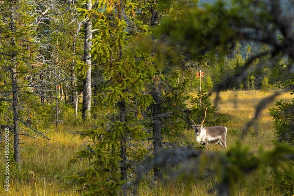 Obraz View through tree branches to wild reindeer grazing in Swedish wilderness