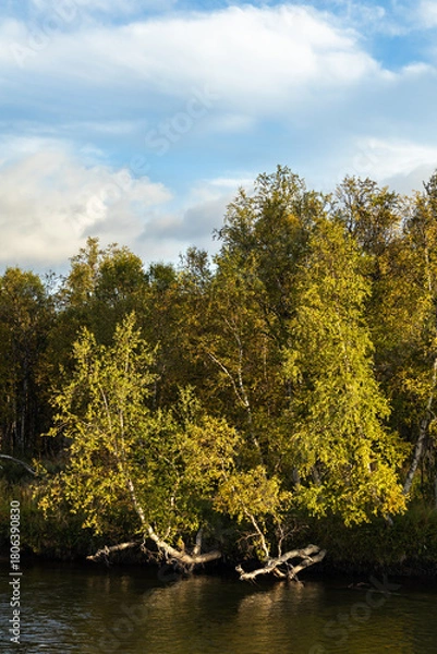 Obraz Autumnal birch trees riverbank leaning over the flowing water Sweden