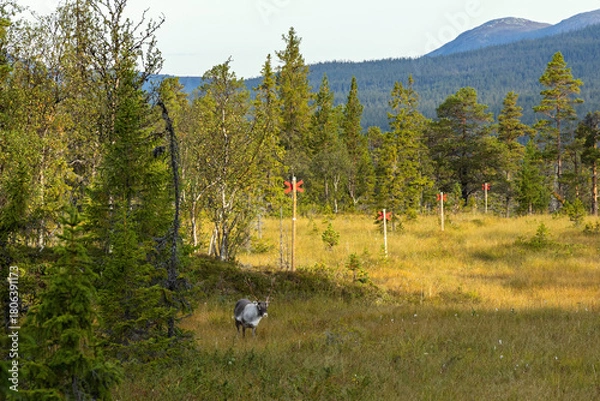 Obraz Wild reindeer grazing in Swedish wilderness meadow sunshine