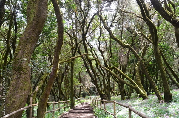 Obraz Traumhafter Hexenwald