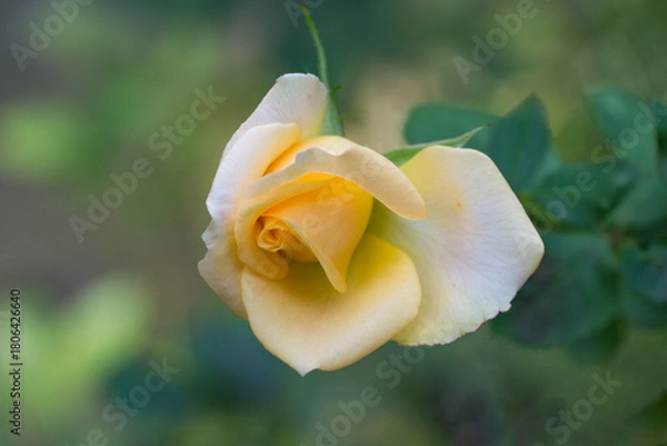 Obraz Delicate Pale orange Versilia rosebud partially unfurled, revealing delicate petals and soft gradient of color, set against blurred green foliage background. Nature concept for design