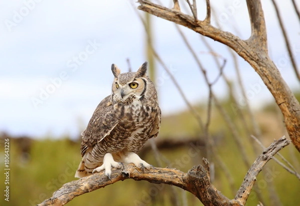Obraz great horned owl