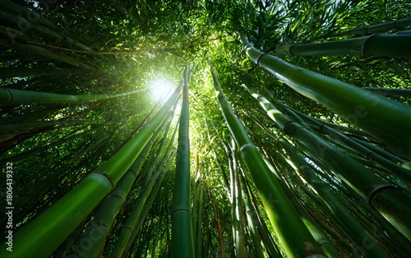 Obraz Sunlight filtering through dense bamboo forest, vibrant green stalks with soft rays creating peaceful, natural atmosphere and depth.