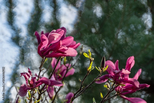 Fototapeta vibrant pink Magnolia Susan (Magnolia liliiflora or Magnolia stellata) flowers blooming on tree branches against blurred green and blue natural background. Nature concept for design