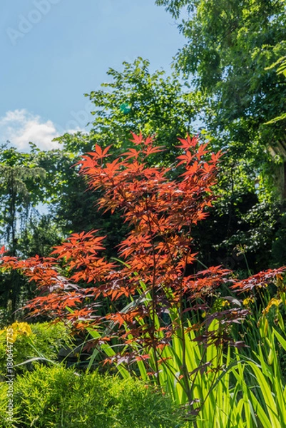 Fototapeta Japanese maple (Acer Palmatum) with bright orange leaves and bright red heart grows on  bank of garden pond. Surrounding it is lush green plants and against backdrop of tall trees is blue sky.