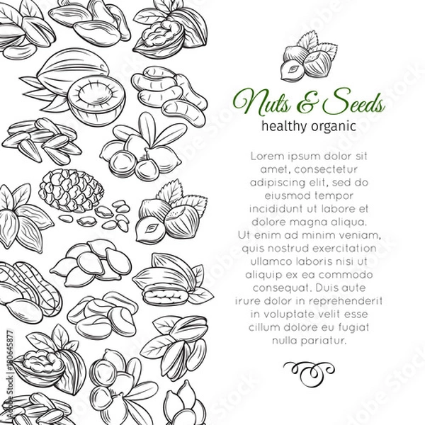 Fototapeta hand drawn sketch nuts and seeds