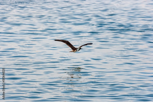Fototapeta Peruvian booby (Sula variegata) flying in Paracas, Peru