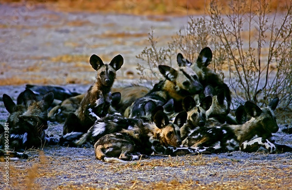 Obraz Wild dog pack