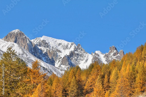 Obraz Baies de sorbier 