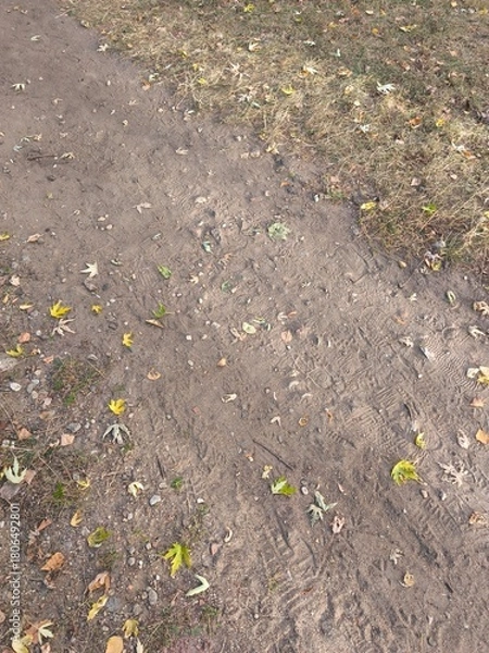 Fototapeta Dry grass and dirt path in the autumn park.