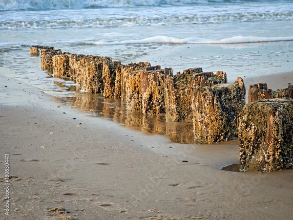 Obraz Weathered wooden posts line the sandy beach at low tide, surrounded by gentle waves and sea foam