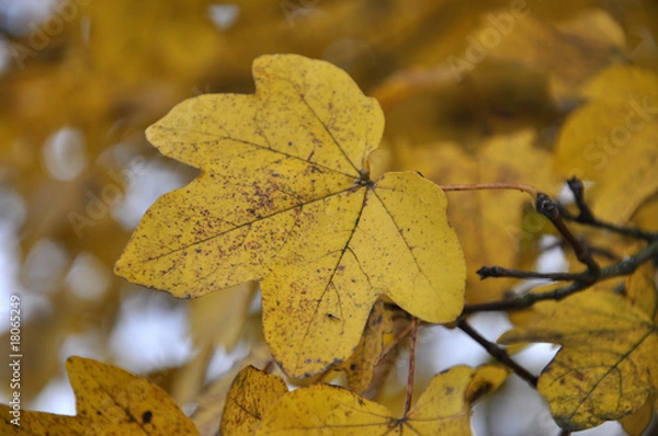 Obraz Herbstblätter