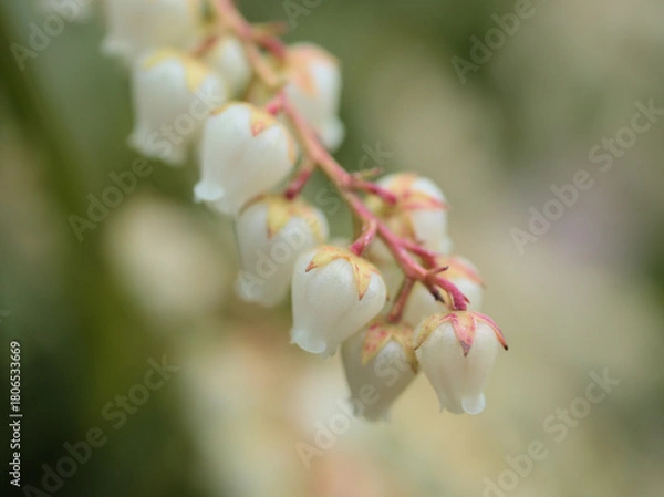 Obraz 3月に咲き始めた可愛らしい白いアセビ（馬酔木）