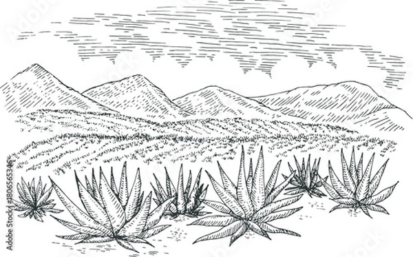 Obraz Hand drawn agave field panoramic landscape in engraved monochrome style. Vintage vector illustration.