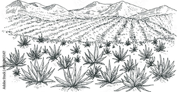 Obraz Agave field panoramic landscape in hand drawn engraved monochrome style. Vintage vector illustration.