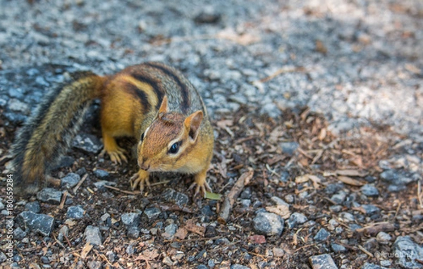 Fototapeta chipmunk