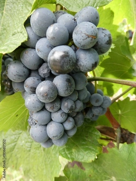 Obraz Rotweintrauben