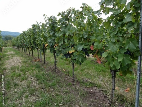 Obraz Rotweintrauben