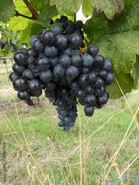 Obraz Rotweintrauben